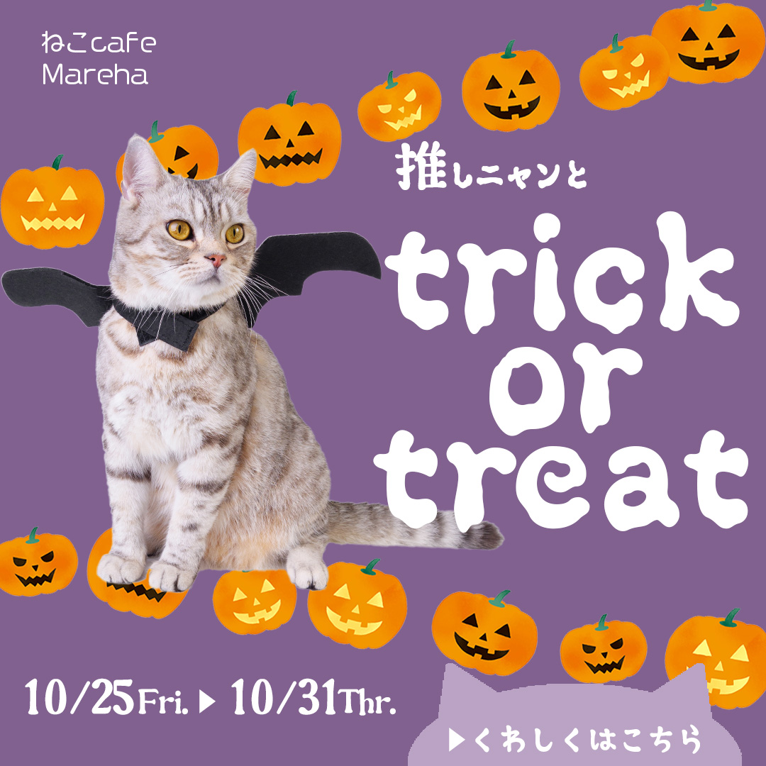 猫カフェバナー画像